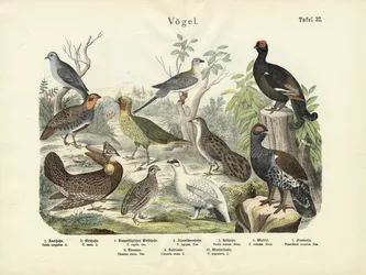 Oiseaux, vers 1860